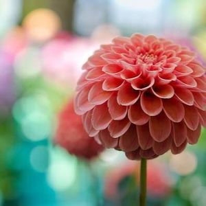 Meet your Posher, Noshaba